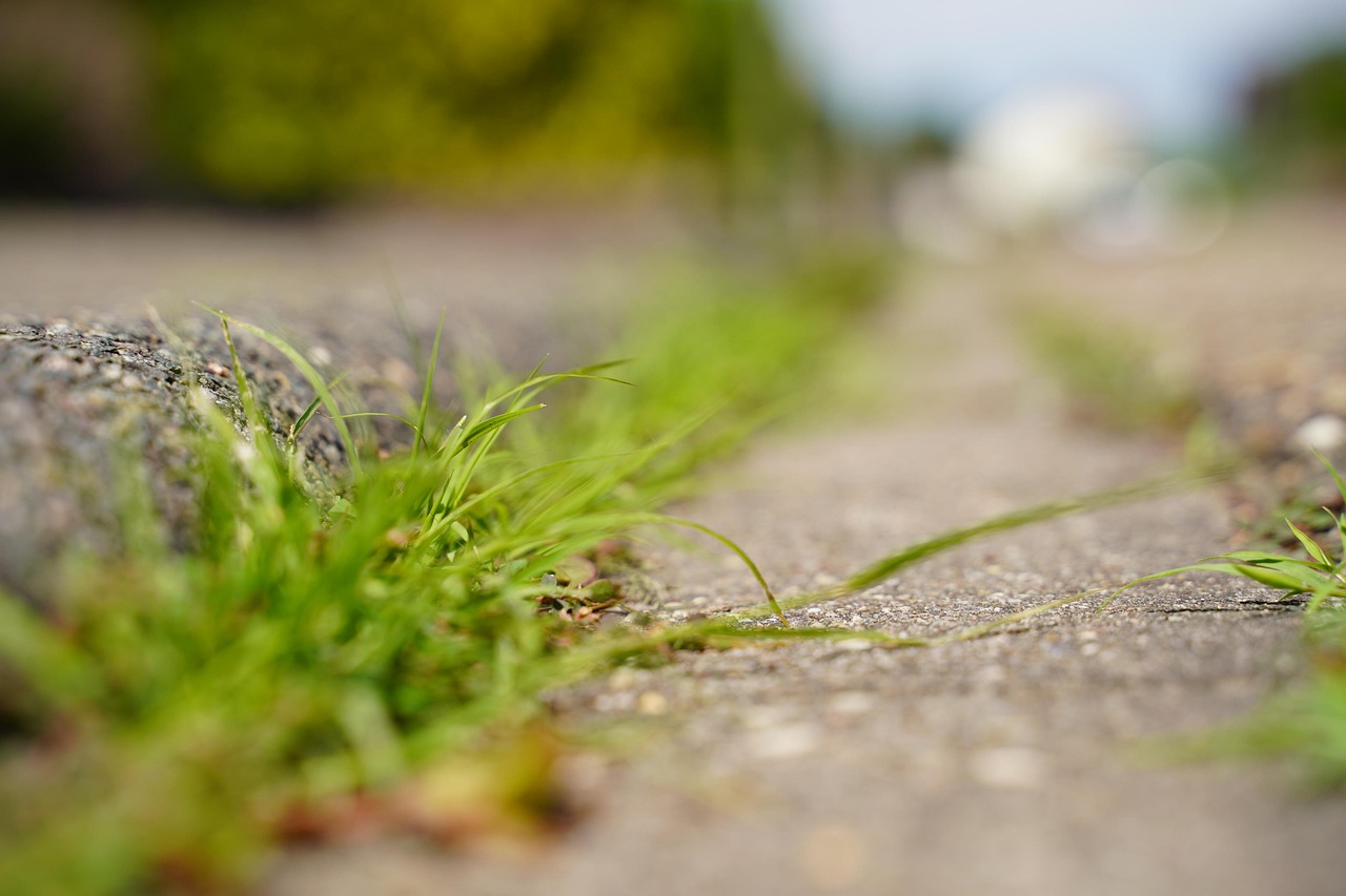 Concrete curb and gutter beside fresh grass