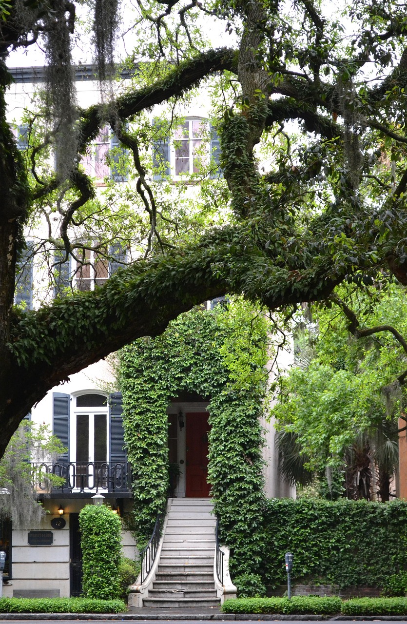 Historic Savannah townhouse framed by a live oak